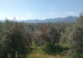 Non-developable land for sale on España, Alhaurín el Grande, ref: TR413122 photo