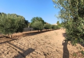 Terreno no urbanizable en venta en la España, Montferri, ref: TR410058 foto