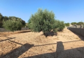 Terreno no urbanizable en venta en la España, Montferri, ref: TR410058 foto