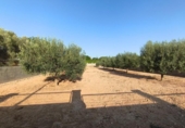 Terreno no urbanizable en venta en la España, Montferri, ref: TR410058 foto