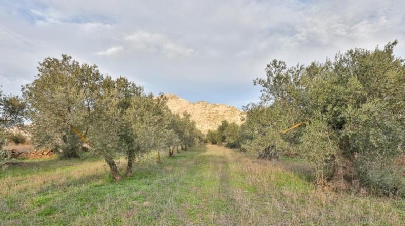 Granada - Nigüelas - 3234m2
