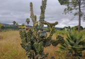 Detached villa with land for sale on España, Ontinyent, ref: TR413149 photo