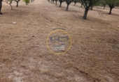 Detached villa with land for sale on España, Ontinyent, ref: TR413149 photo