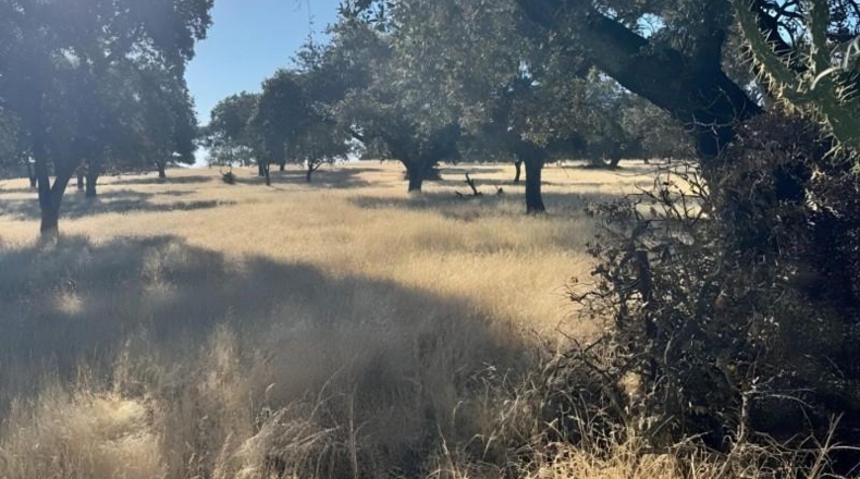 Badajoz - Badajoz - 70000m2
