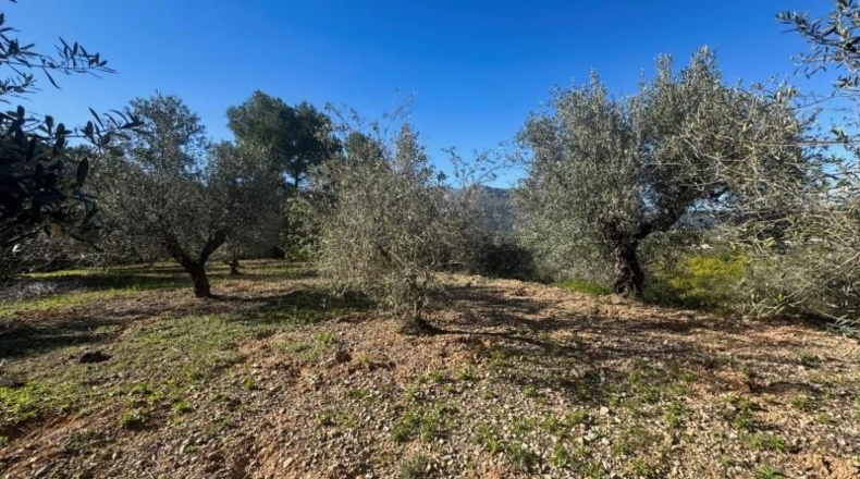 Alicante - Orba - 11465m2