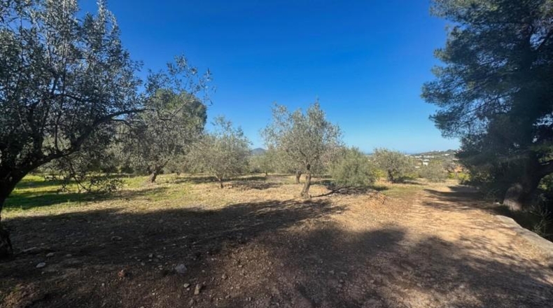 Alicante - Orba - 11465m2