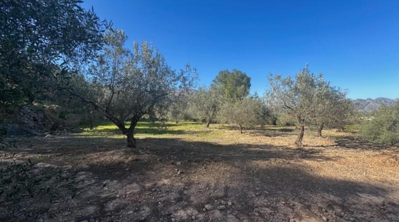 Alicante - Orba - 11465m2