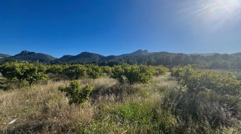 Alicante - Orba - 13615m2