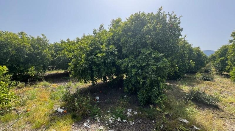 Alicante - Dénia - 12894m2