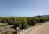 Terreny no urbanitzable en venda a la España, Dénia, ref.: TR413198 foto