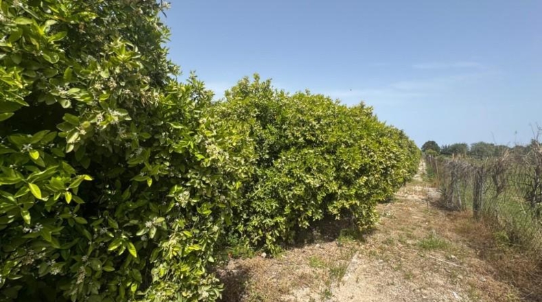 Alicante - Dénia - 12894m2