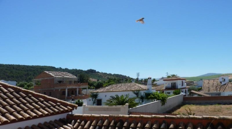 Sevilla - Montellano - 569m2