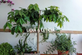 Foto 10