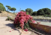 Casa de campo con terreno en venta en la España, El Rompido, ref: TR413408 foto