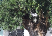 Chalet independiente con terreno en venta en la España, Calpe, ref: TR226277 foto