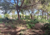 Terreno no urbanizable en venta en la España, Orihuela, ref: TR382256 foto