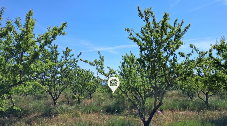 Tarragona - el Pinell de Brai - 140000m2