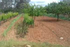 Algaida 16230&nbsp;m²