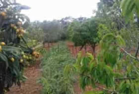 Algaida 16230&nbsp;m²