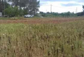 Algaida 16230&nbsp;m²