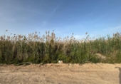 Terreno no urbanizable en venta en la España, Ceutí, ref: TR413433 foto