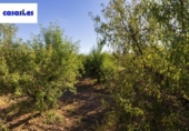 Земля на продажу у города Дуркаль Фото