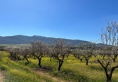 Non-developable land for sale on España, Dílar, ref: TR413483 photo