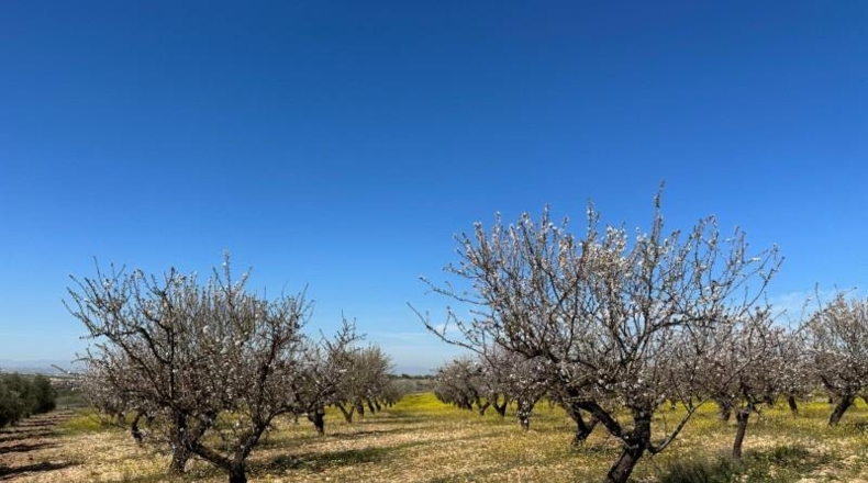 Granada - Dílar - 66535m2