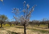 Non-developable land for sale on España, Dílar, ref: TR413483 photo