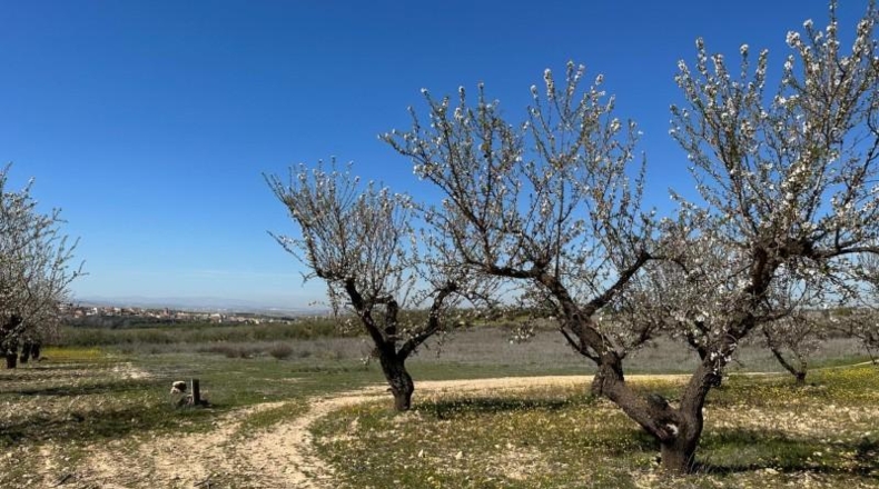 Granada - Dílar - 66535m2