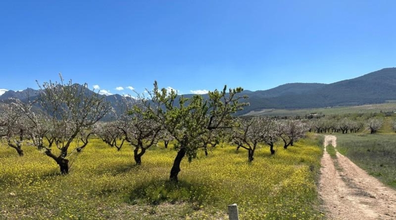 Granada - Dílar - 66535m2