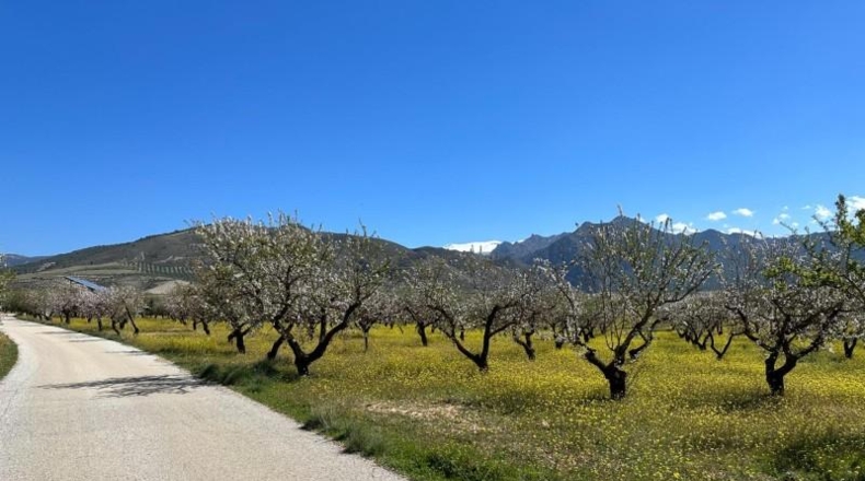Granada - Dílar - 66535m2