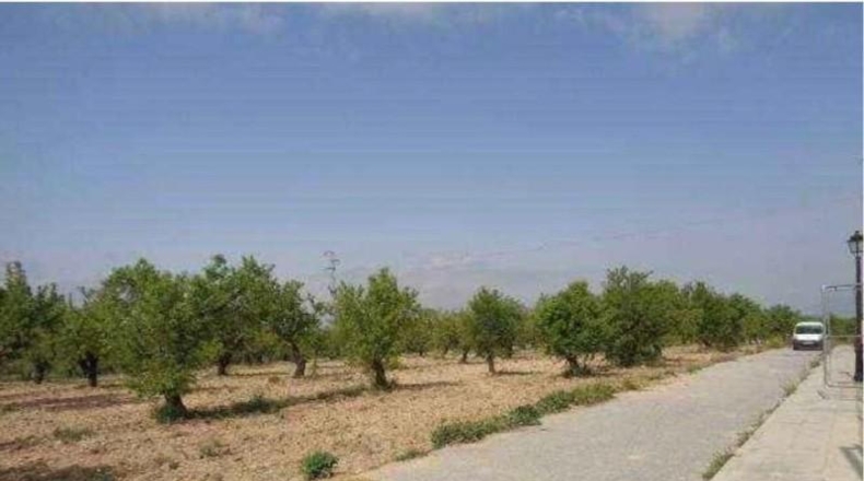 Granada - Gójar - 15000m2
