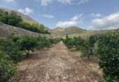 Terreno no urbanizable en venta en la España, L'Atzúbia, ref: TR413533 foto