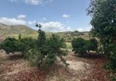 Terreno no urbanizable en venta en la España, L'Atzúbia, ref: TR413533 foto