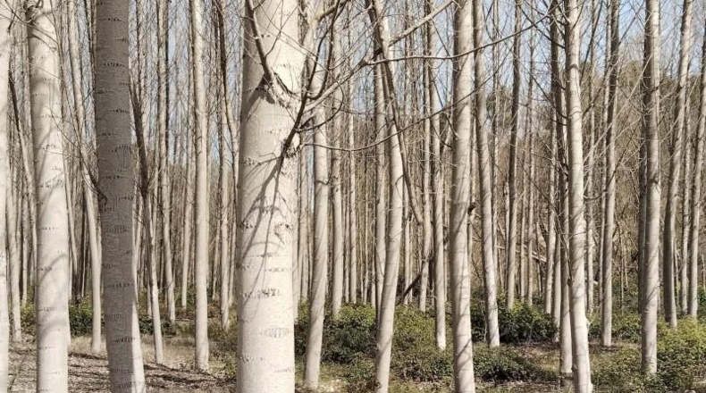 Granada - Atarfe - 14219m2