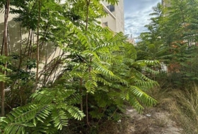 Castellón de la Plana 402&nbsp;m²