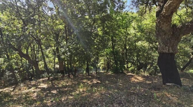 Málaga - Casares - 28000m2