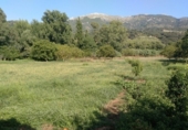Masia with land for sale on Camino del rio, Cortes de la Frontera, ref: TR188969 photo
