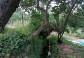 Masia with land for sale on Camino del rio, Cortes de la Frontera, ref: TR188969 photo