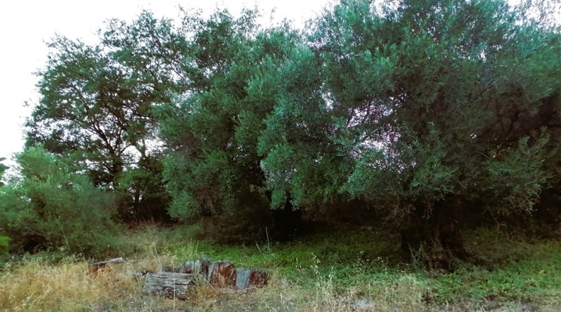 Málaga - Cortes de la Frontera - 12000m2