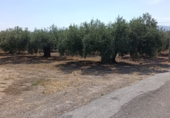 Rural estate for sale on España, Lorca, ref: TR413002 photo