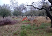 Finca rústica en venta en la España, Vinaròs, ref: TR104398 foto