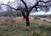 Finca rústica en venta en la España, Vinaròs, ref: TR104398 foto