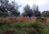 Finca rústica en venta en la España, Vinaròs, ref: TR104398 foto