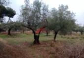 Finca rústica en venta en la España, Vinaròs, ref: TR104398 foto