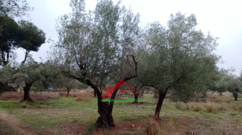 Castellón - Vinaroz - 5128m2