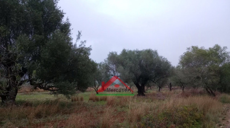 Castellón - Vinaroz - 5128m2