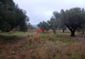 Finca rústica en venta en la España, Vinaròs, ref: TR104398 foto