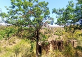 Finca rústica en venta en la España, Gratallops, ref: TR413662 foto